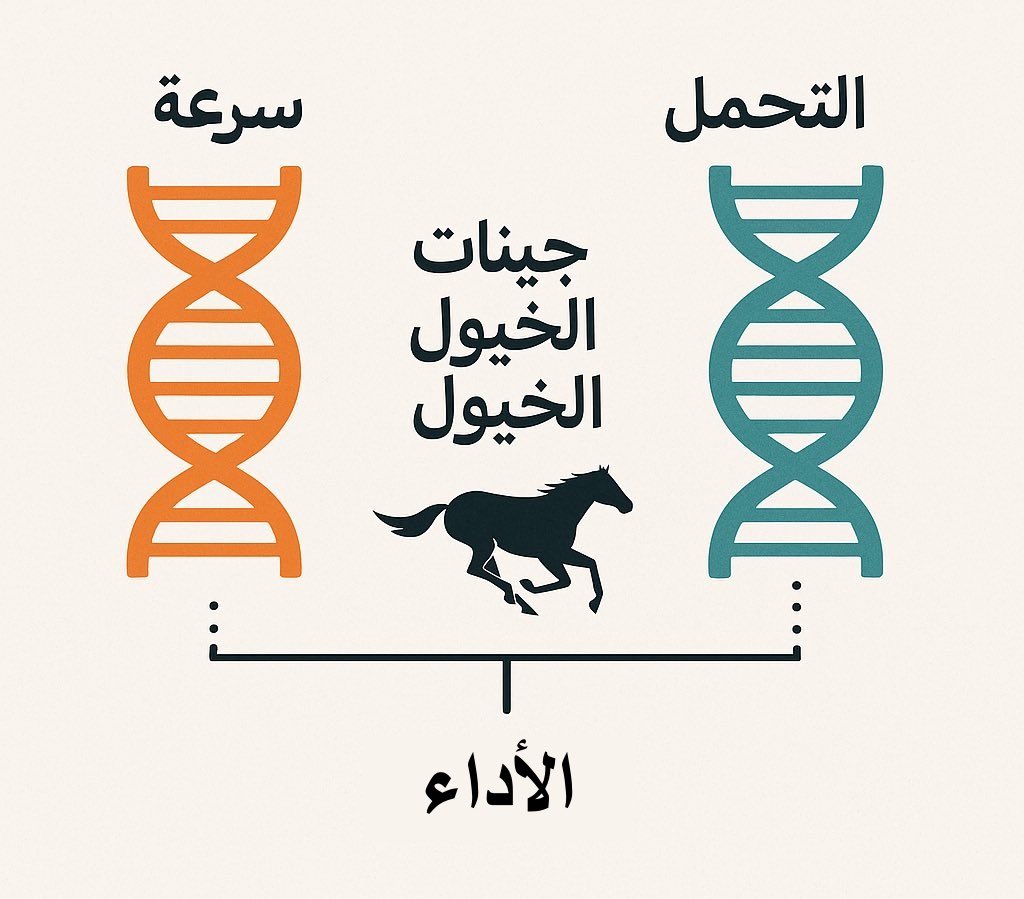 رسم توضيحي لجينات سباقات الخيل: السرعة مقابل التحمل