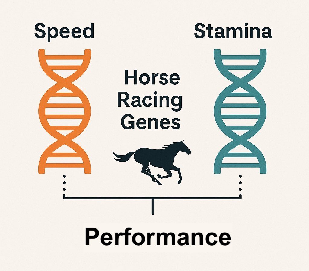 Horse racing genes speed vs stamina diagram
