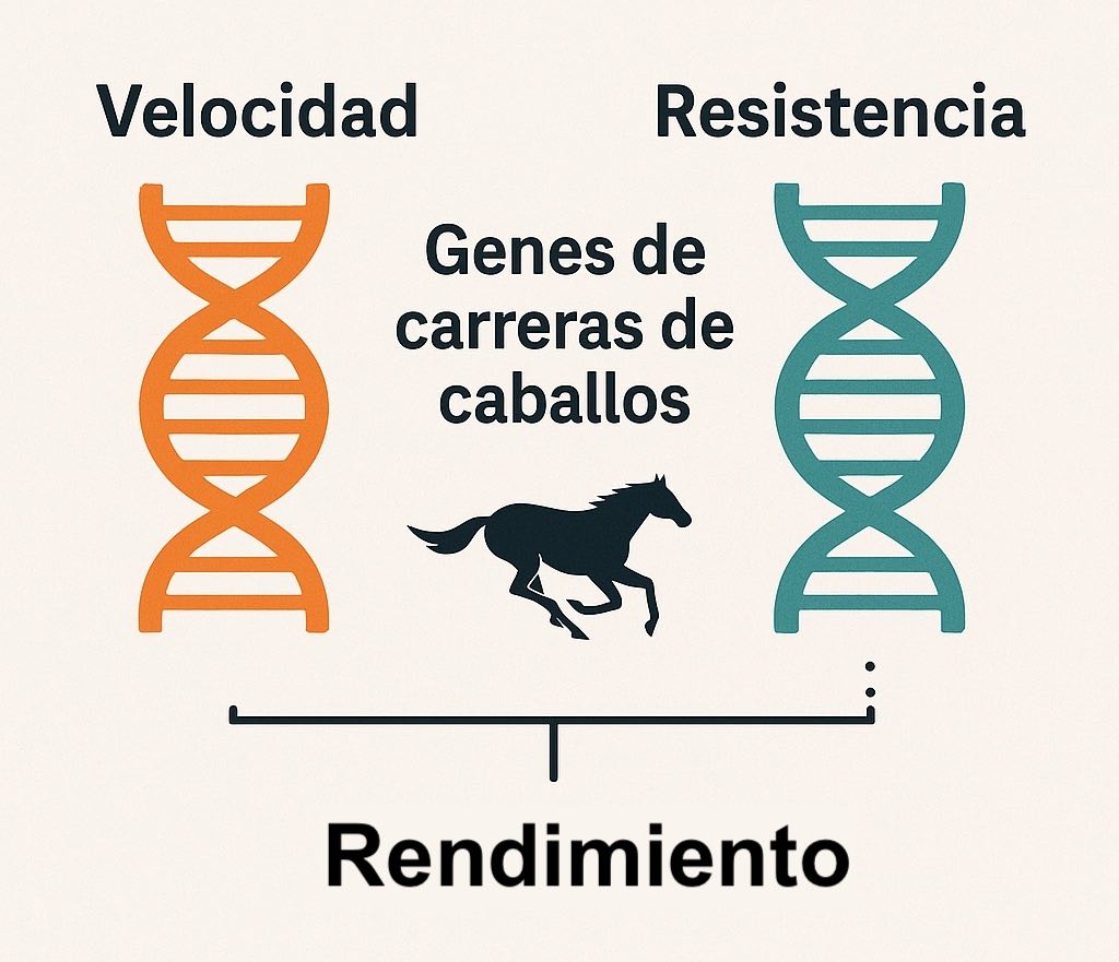 Diagrama de genes de carreras de caballos: velocidad vs resistencia