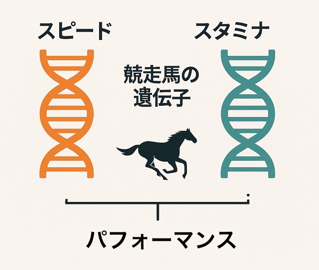 競走馬の遺伝子：スピード vs スタミナの図解