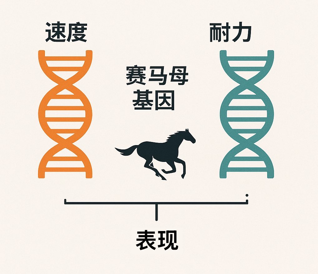 赛马基因：速度与耐力对比图